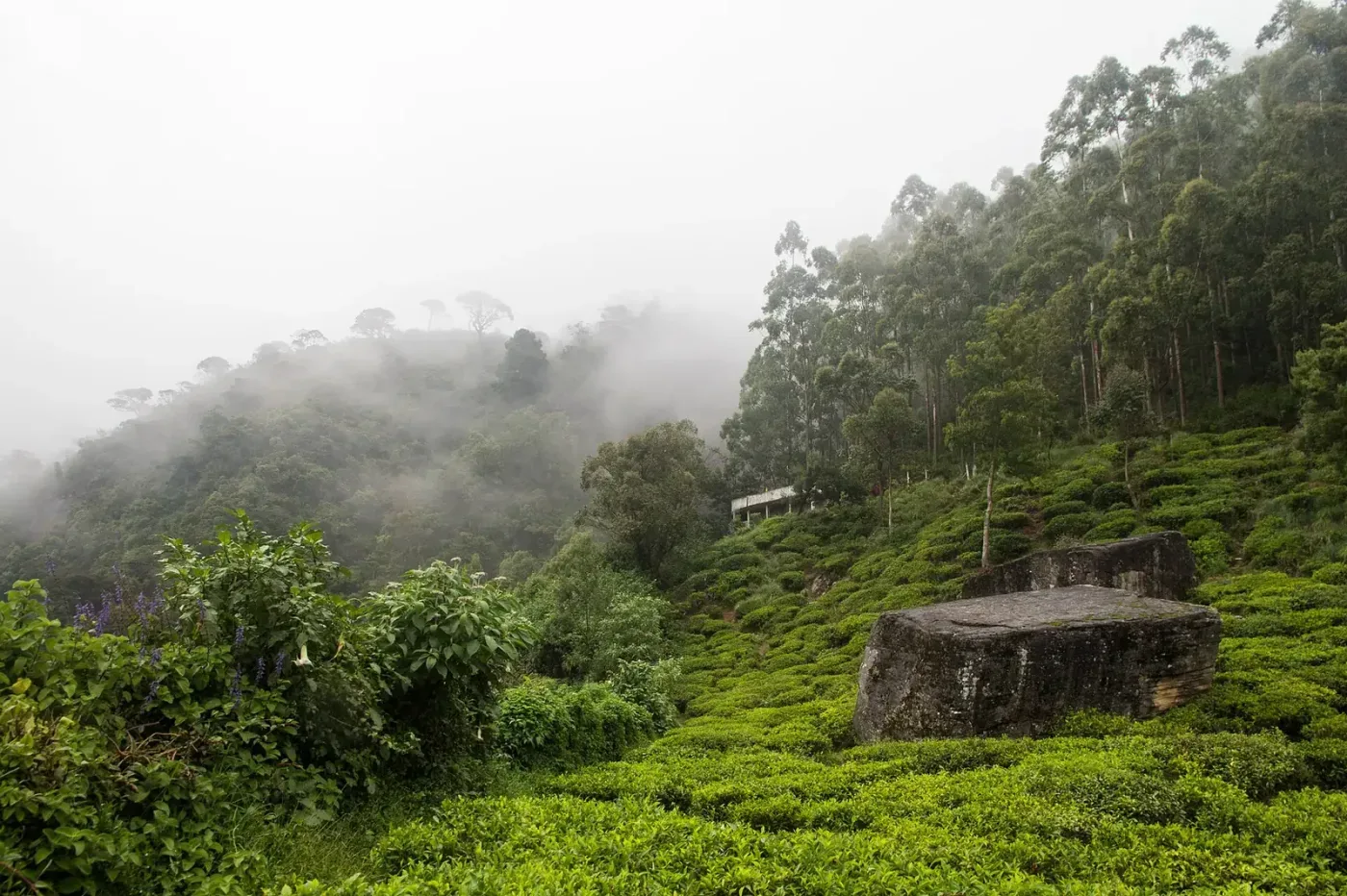 Nuwara Eliya tea country landscape